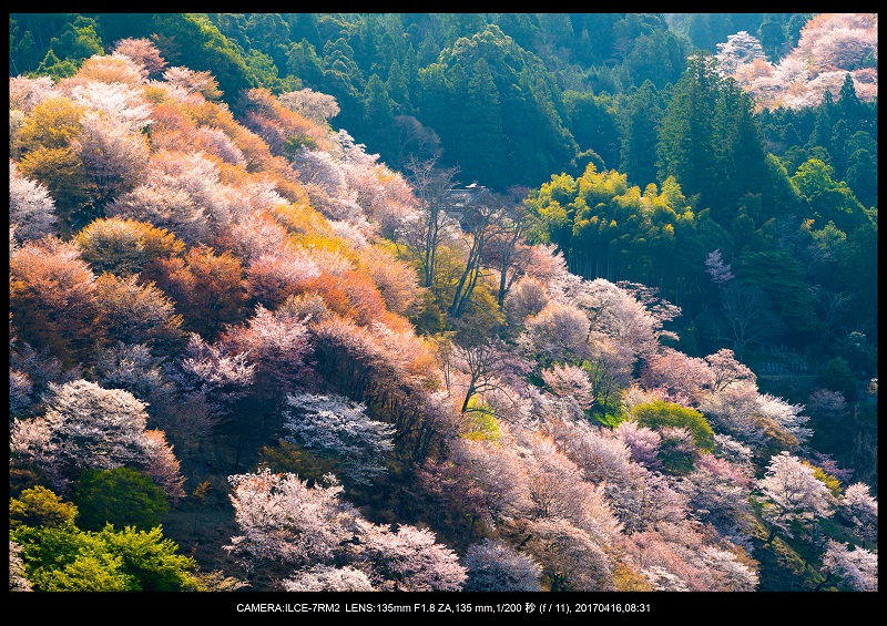 奈良の絶景風景・吉野山の桜見頃満開（下千本・中千本・上千本）旅行記画像0000.jpg