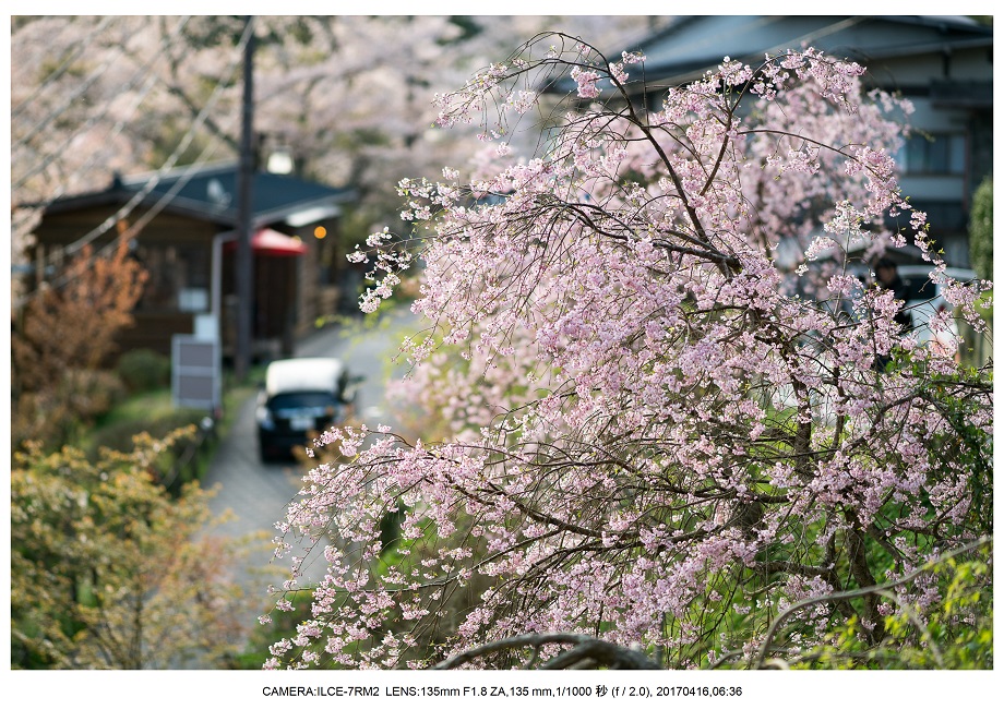 奈良の絶景風景・吉野山の桜見頃満開（下千本・中千本・上千本）旅行記画像18.jpg