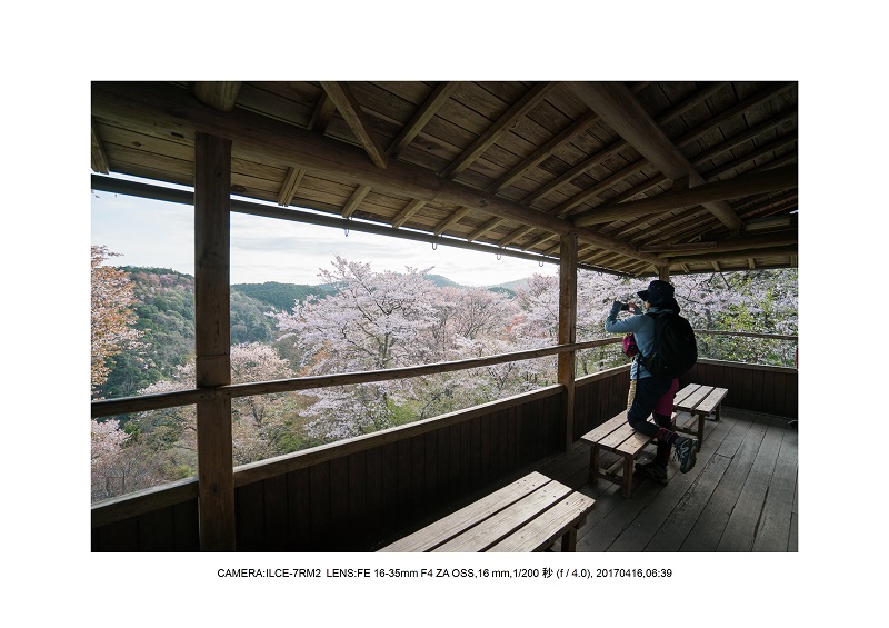 奈良の絶景風景・吉野山の桜見頃満開（下千本・中千本・上千本）旅行記画像20.jpg