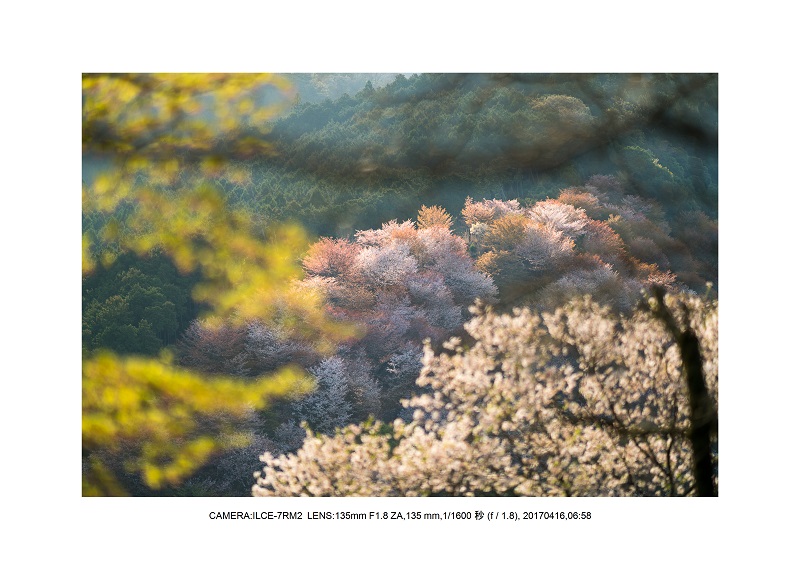 奈良の絶景風景・吉野山の桜見頃満開（下千本・中千本・上千本）旅行記画像27.jpg