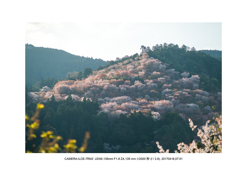 奈良の絶景風景・吉野山の桜見頃満開（下千本・中千本・上千本）旅行記画像28.jpg