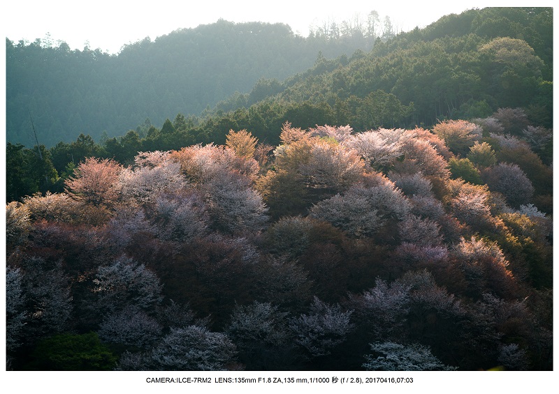 奈良の絶景風景・吉野山の桜見頃満開（下千本・中千本・上千本）旅行記画像29.jpg