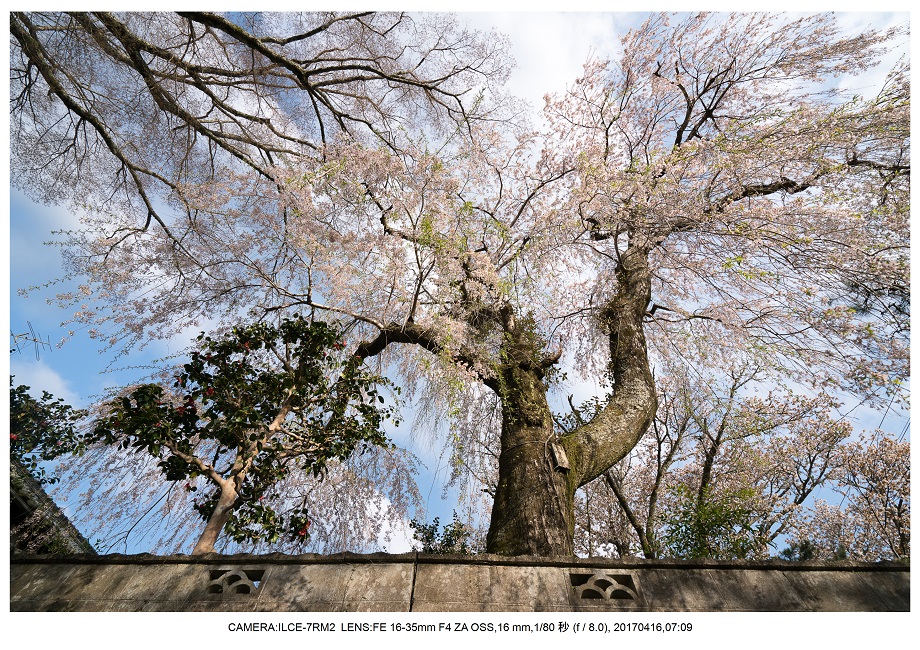 奈良の絶景風景・吉野山の桜見頃満開（下千本・中千本・上千本）旅行記画像32.jpg