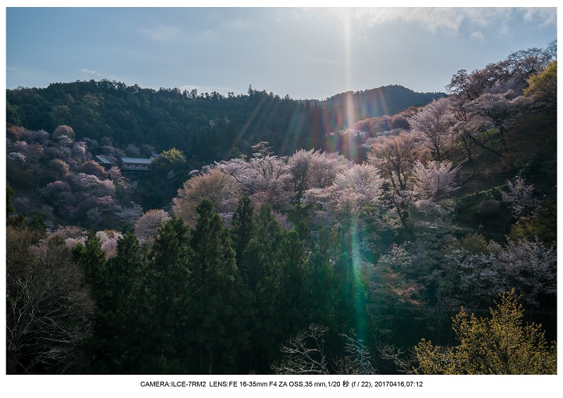 奈良の絶景風景・吉野山の桜見頃満開（下千本・中千本・上千本）旅行記画像33.jpg