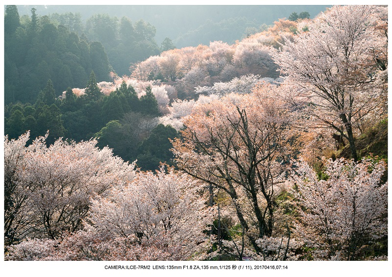 奈良の絶景風景・吉野山の桜見頃満開（下千本・中千本・上千本）旅行記画像34.jpg