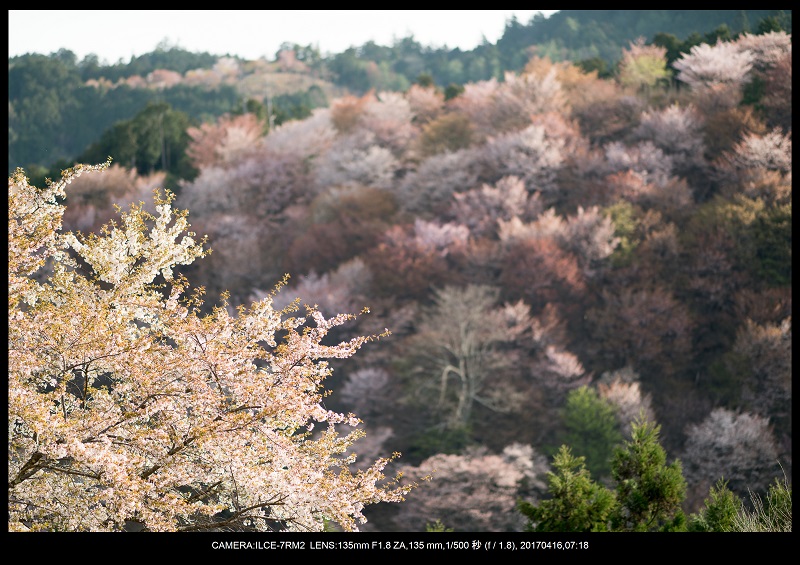 奈良の絶景風景・吉野山の桜見頃満開（下千本・中千本・上千本）旅行記画像39.jpg