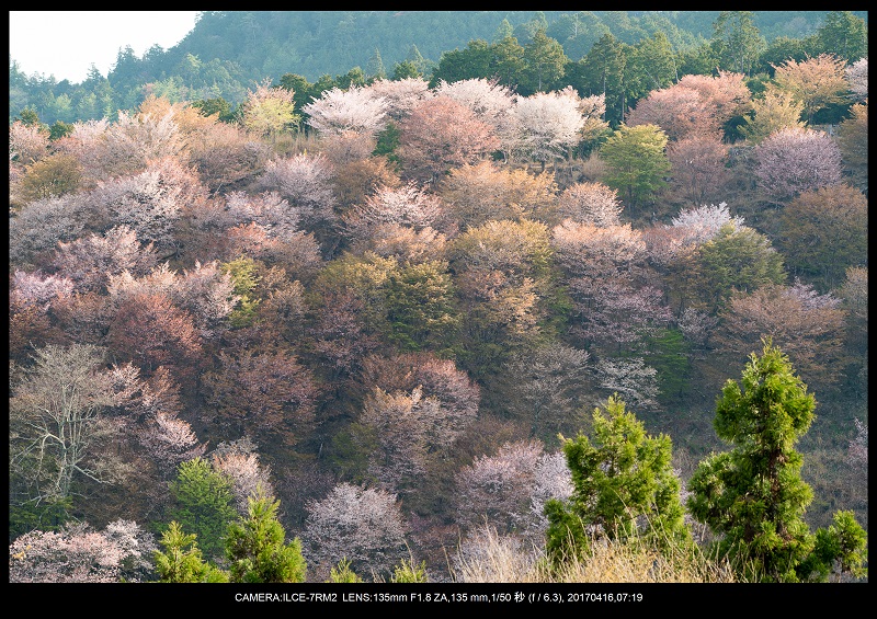 奈良の絶景風景・吉野山の桜見頃満開（下千本・中千本・上千本）旅行記画像40.jpg