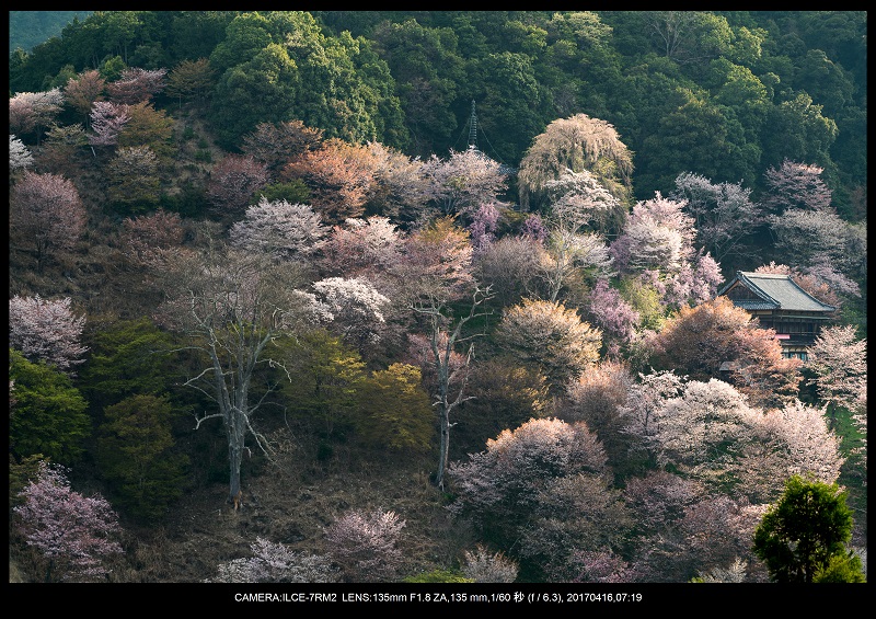 奈良の絶景風景・吉野山の桜見頃満開（下千本・中千本・上千本）旅行記画像41.jpg