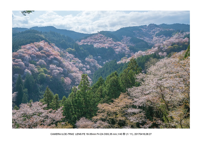 奈良の絶景風景・吉野山の桜見頃満開（下千本・中千本・上千本）旅行記画像44.jpg
