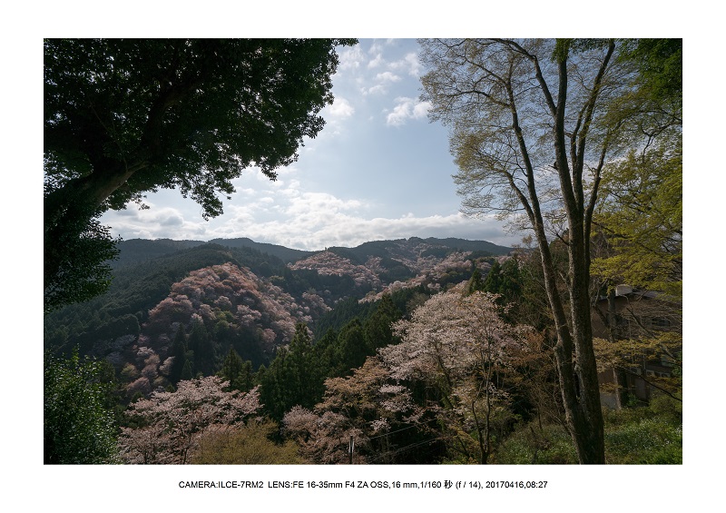 奈良の絶景風景・吉野山の桜見頃満開（下千本・中千本・上千本）旅行記画像45.jpg