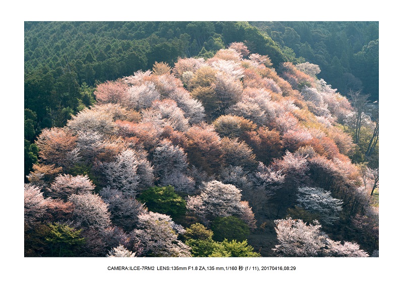 奈良の絶景風景・吉野山の桜見頃満開（下千本・中千本・上千本）旅行記画像46.jpg