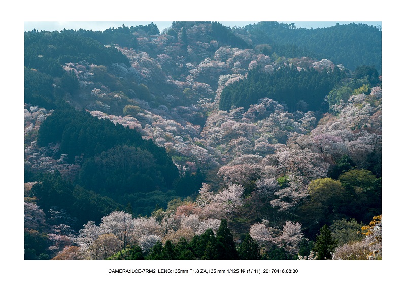 奈良の絶景風景・吉野山の桜見頃満開（下千本・中千本・上千本）旅行記画像47.jpg