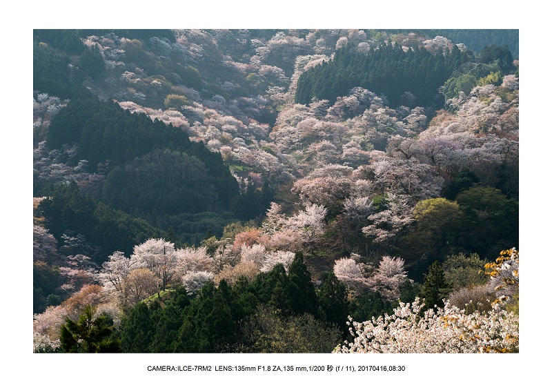 奈良の絶景風景・吉野山の桜見頃満開（下千本・中千本・上千本）旅行記画像48.jpg