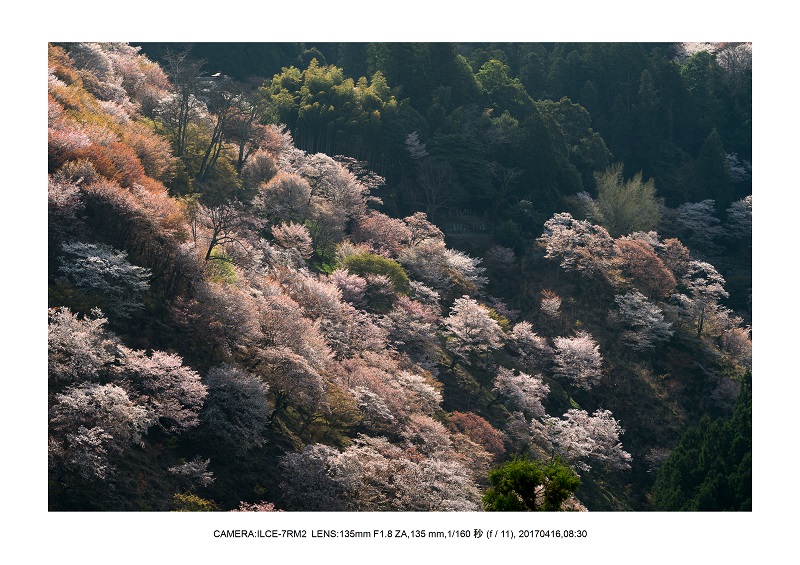 奈良の絶景風景・吉野山の桜見頃満開（下千本・中千本・上千本）旅行記画像49.jpg