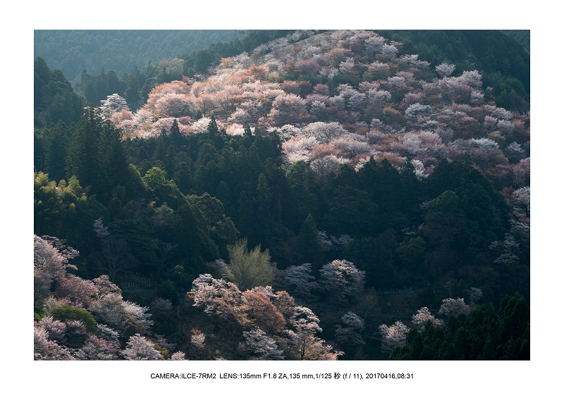 奈良の絶景風景・吉野山の桜見頃満開（下千本・中千本・上千本）旅行記画像50.jpg