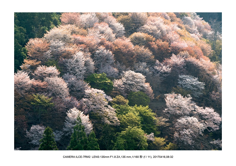 奈良の絶景風景・吉野山の桜見頃満開（下千本・中千本・上千本）旅行記画像51.jpg