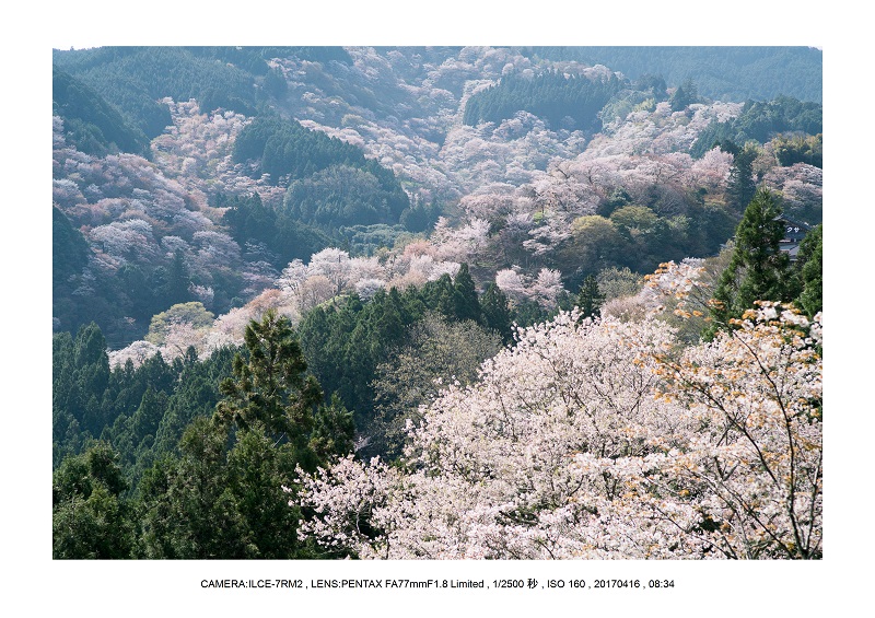 奈良の絶景風景・吉野山の桜見頃満開（下千本・中千本・上千本）旅行記画像52.jpg