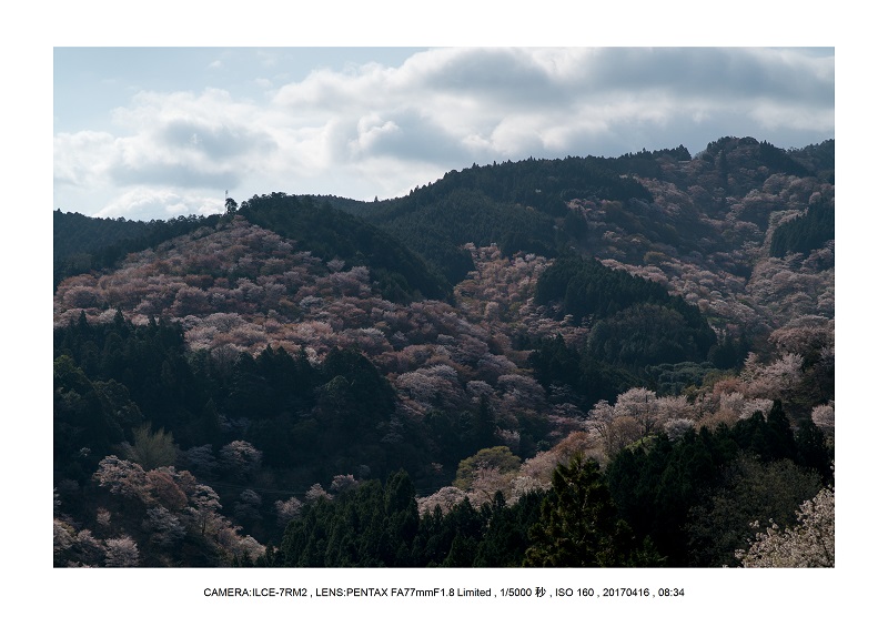 奈良の絶景風景・吉野山の桜見頃満開（下千本・中千本・上千本）旅行記画像53.jpg