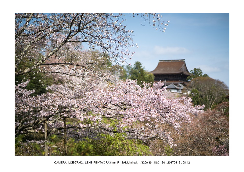 奈良の絶景風景・吉野山の桜見頃満開（下千本・中千本・上千本）旅行記画像61.jpg