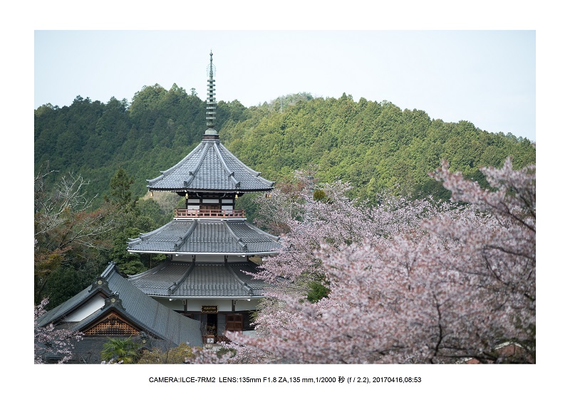 奈良の絶景風景・吉野山の桜見頃満開（下千本・中千本・上千本）旅行記画像64.jpg