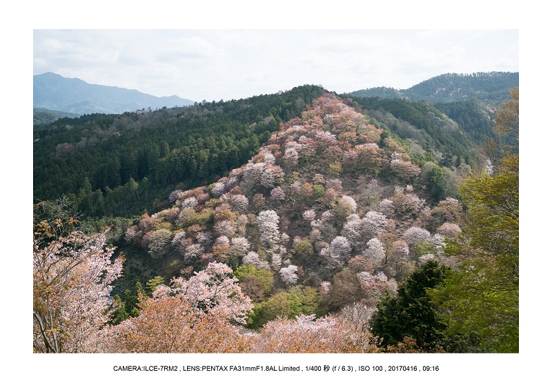 奈良の絶景風景・吉野山の桜見頃満開（下千本・中千本・上千本）旅行記画像72.jpg