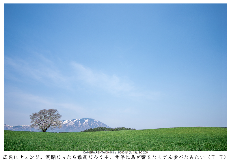 小岩井農場の一本桜4.jpg