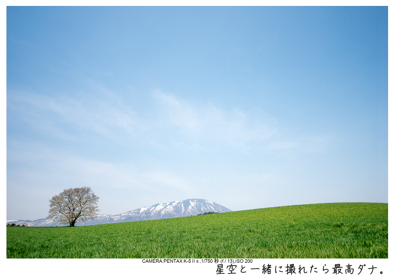 小岩井農場の一本桜5.jpg