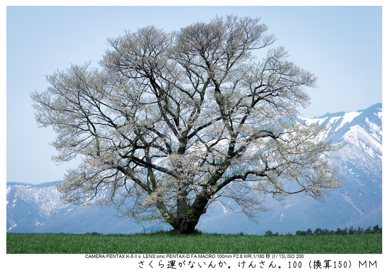 小岩井農場の一本桜6.jpg