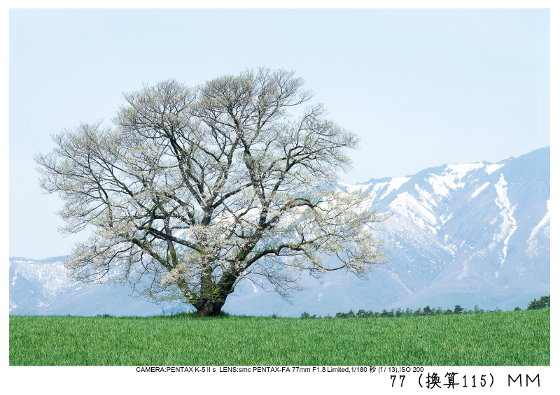 小岩井農場の一本桜7.jpg