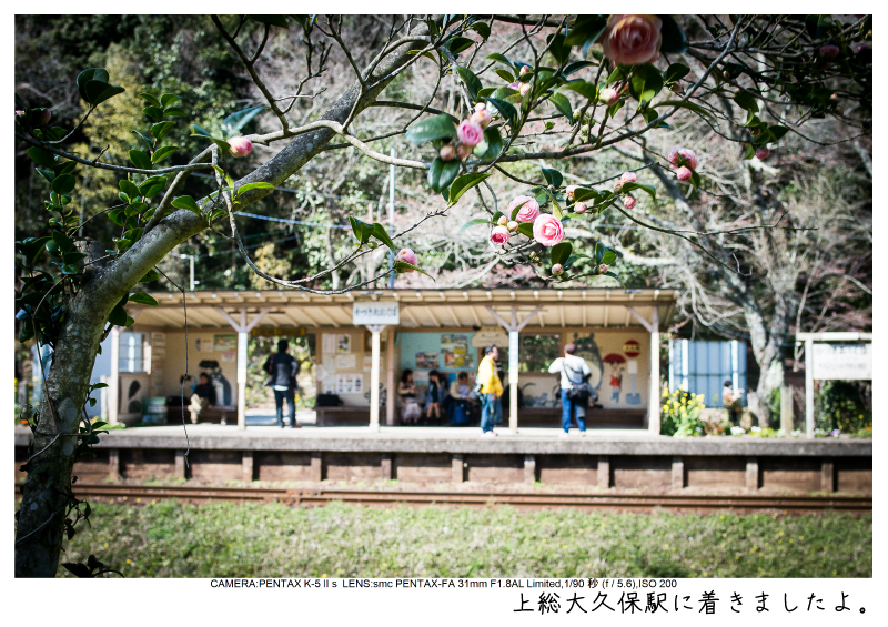 小湊鉄道＿菜の花画像31-0.jpg