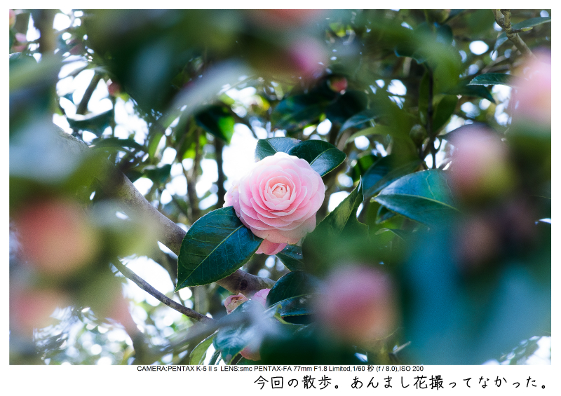 小湊鉄道＿菜の花画像32.jpg