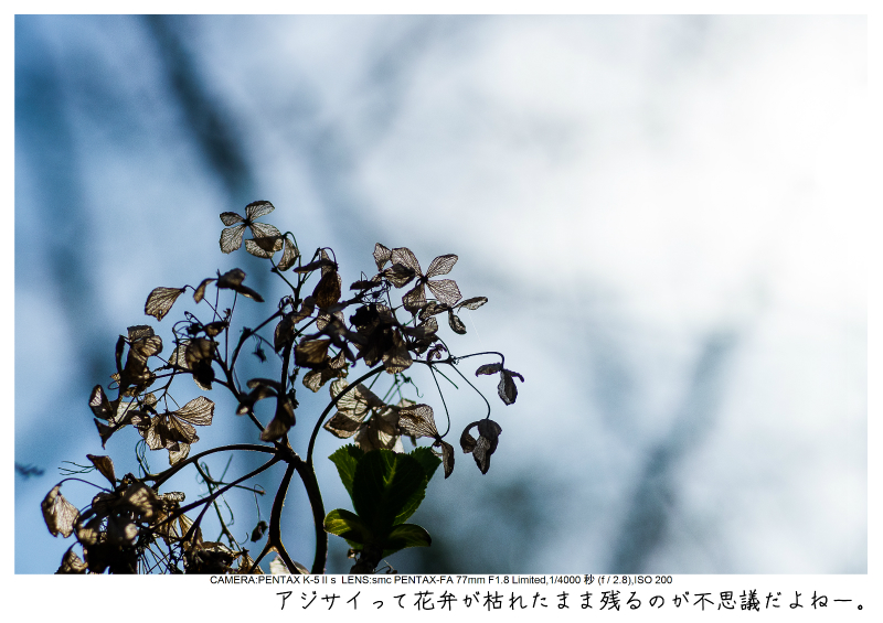 小湊鉄道＿菜の花画像35.jpg