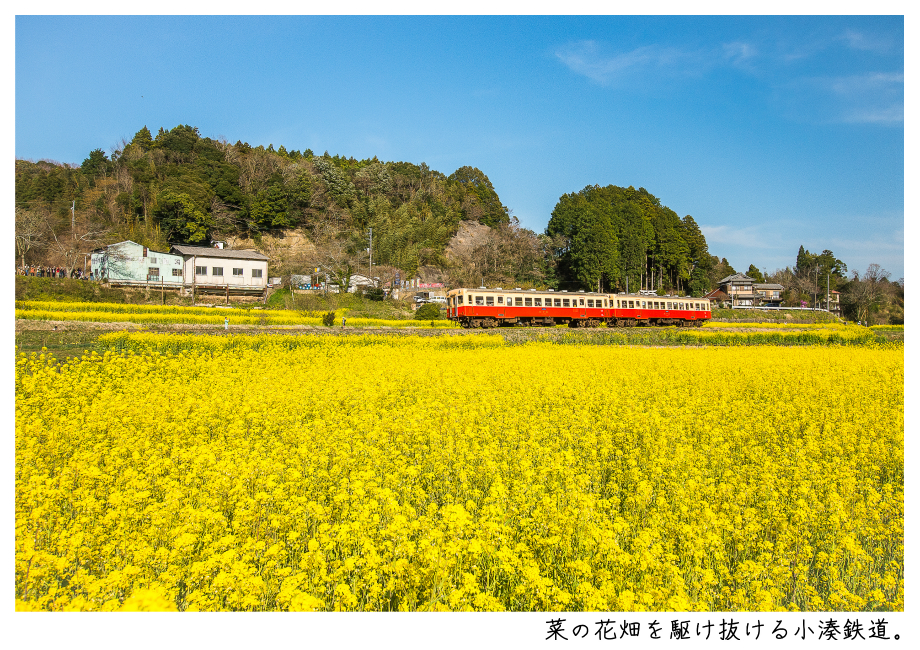 小湊鉄道＿菜の花画像42.jpg