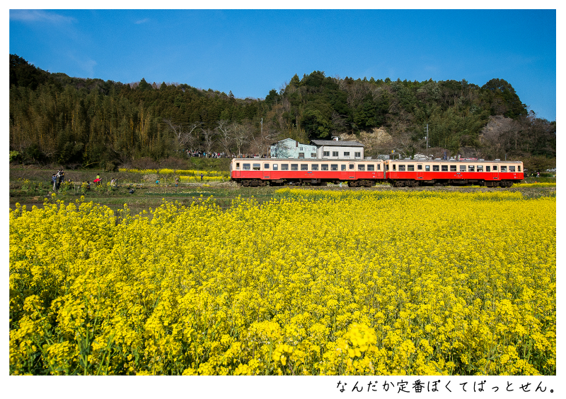小湊鉄道＿菜の花画像43.jpg