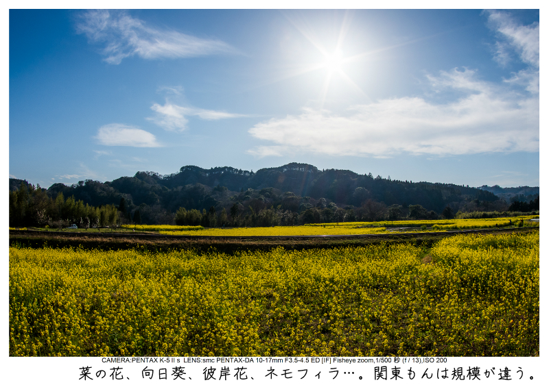 小湊鉄道＿菜の花画像45.jpg
