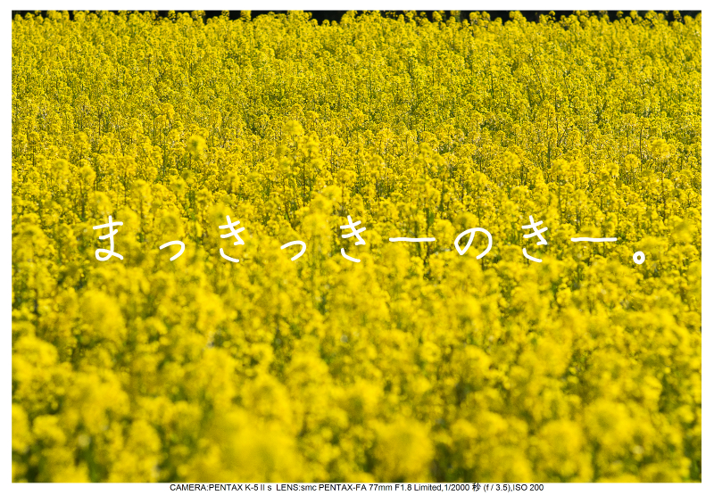 小湊鉄道＿菜の花画像46.jpg