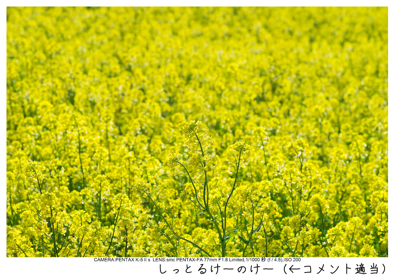 小湊鉄道＿菜の花画像50.jpg