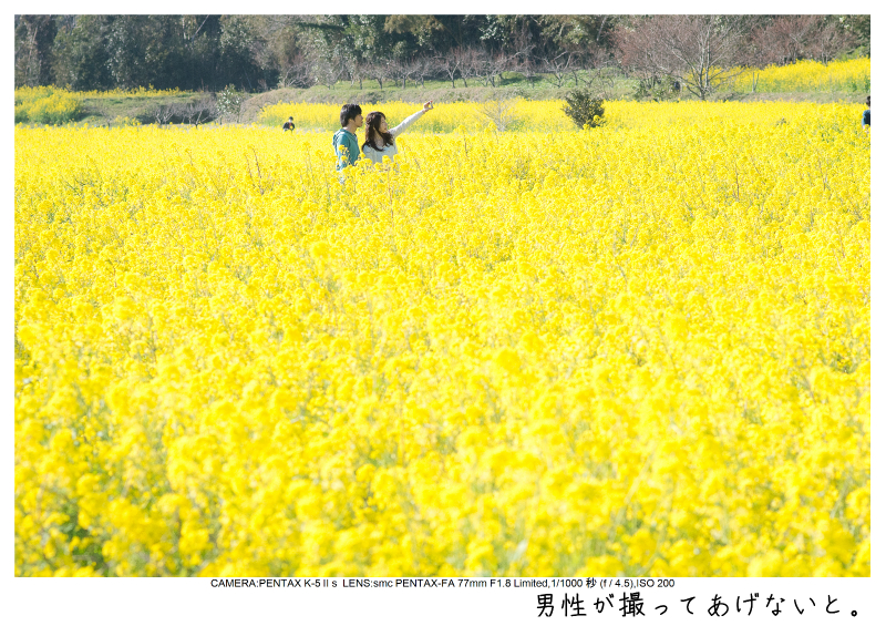 小湊鉄道＿菜の花画像51.jpg