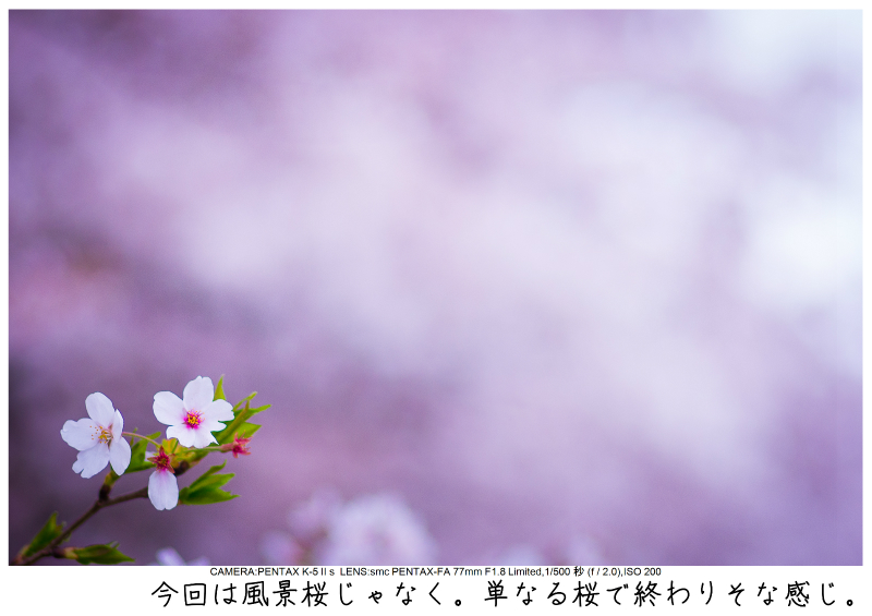 権現堂堤の桜5.jpg