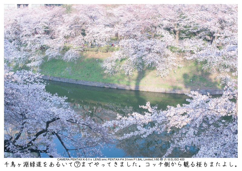 関東・東京の桜（千鳥ヶ淵）japan_tokyo_chidorigafuchi12.jpg