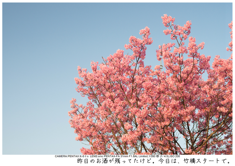 関東・東京の桜（千鳥ヶ淵）japan_tokyo_chidorigafuchi18.jpg