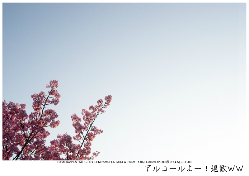 関東・東京の桜（千鳥ヶ淵）japan_tokyo_chidorigafuchi19.jpg