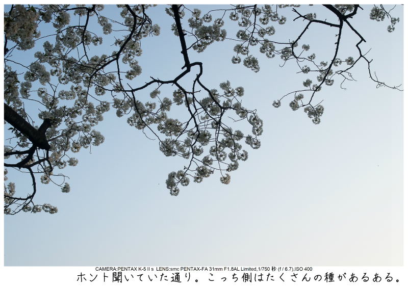 関東・東京の桜（千鳥ヶ淵）japan_tokyo_chidorigafuchi20.jpg