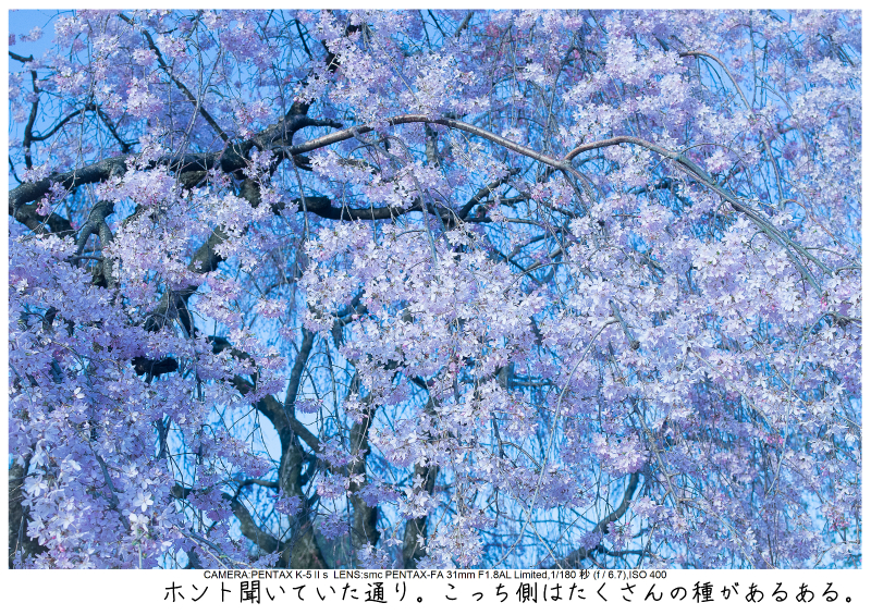 関東・東京の桜（千鳥ヶ淵）japan_tokyo_chidorigafuchi21.jpg