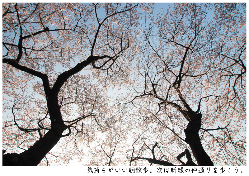 関東・東京の桜（千鳥ヶ淵）japan_tokyo_chidorigafuchi26.jpg