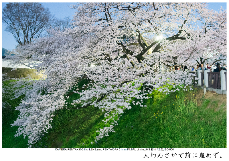 関東・東京の桜（千鳥ヶ淵）japan_tokyo_chidorigafuchi34.jpg