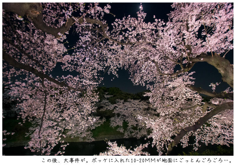 関東・東京の桜（千鳥ヶ淵）japan_tokyo_chidorigafuchi39.jpg