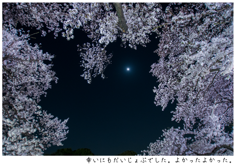 関東・東京の桜（千鳥ヶ淵）japan_tokyo_chidorigafuchi40.jpg