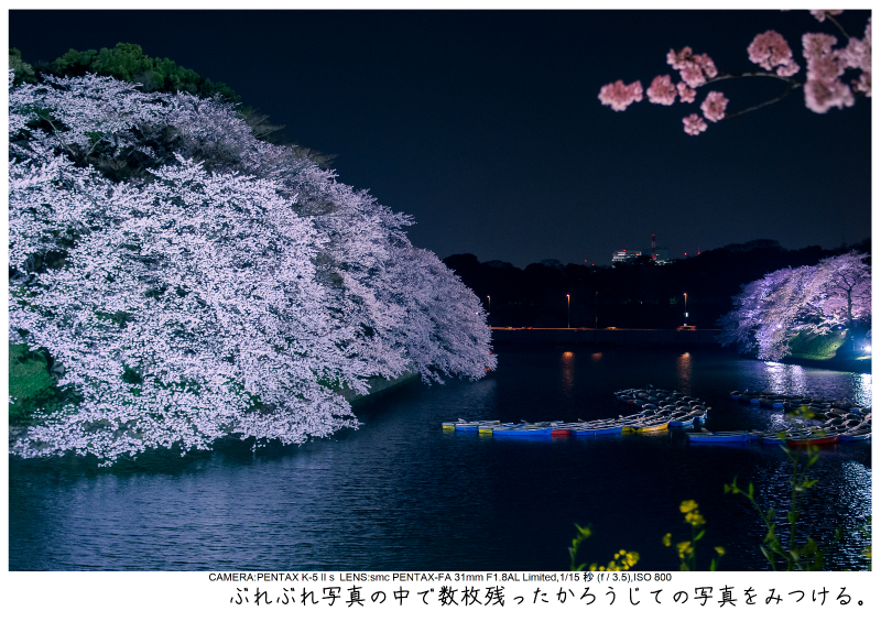 関東・東京の桜（千鳥ヶ淵）japan_tokyo_chidorigafuchi43.jpg