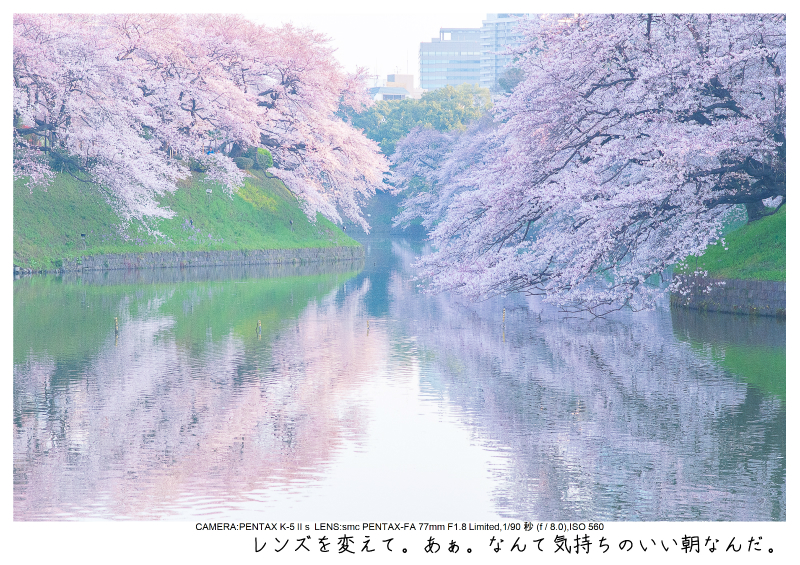 関東・東京の桜（千鳥ヶ淵）japan_tokyo_chidorigafuchi5.jpg
